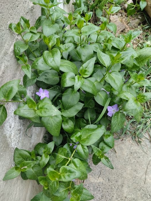 Продаются дом цветы и саженцы