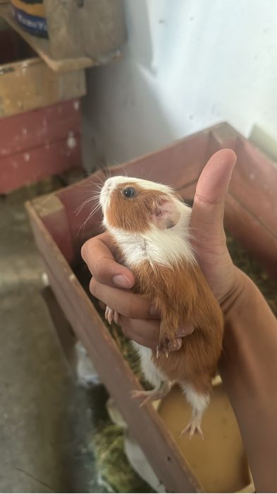 Ветеринарный врач вет дизинфектор