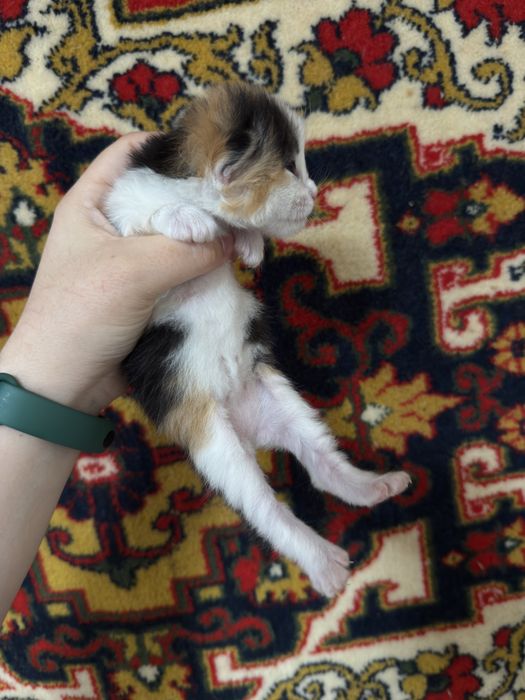 Котята в добрые ручки