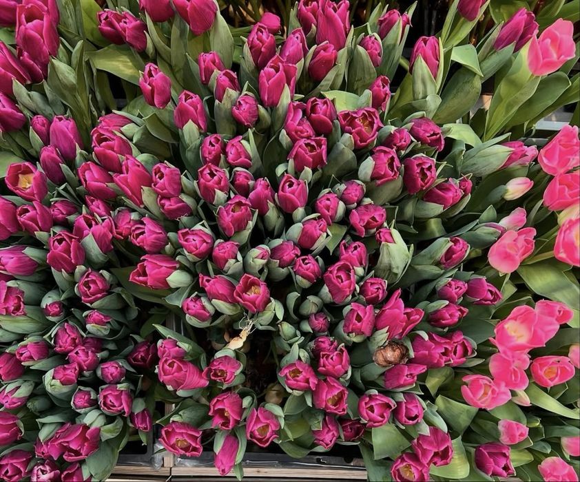 Тюльпаны Большие Бутоны