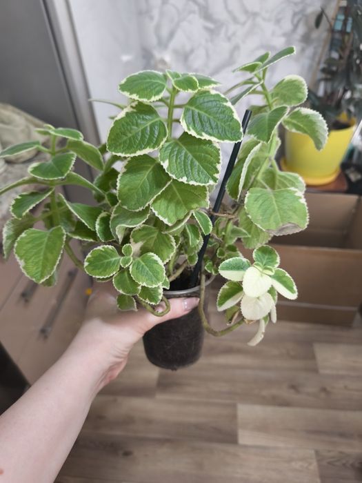 Комнатные цветы недорого