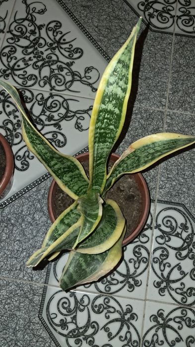 Домашние цветы Мырзакент