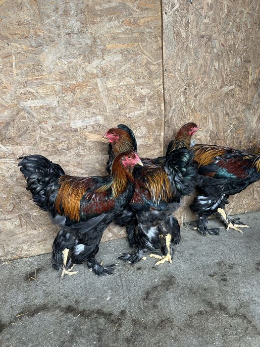 Disponibile pasari brahma
