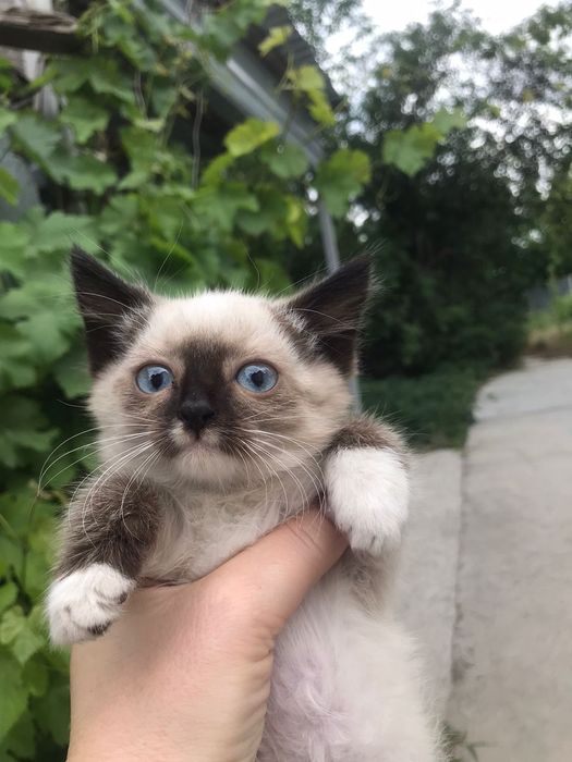 Отдам котят в добрые руки