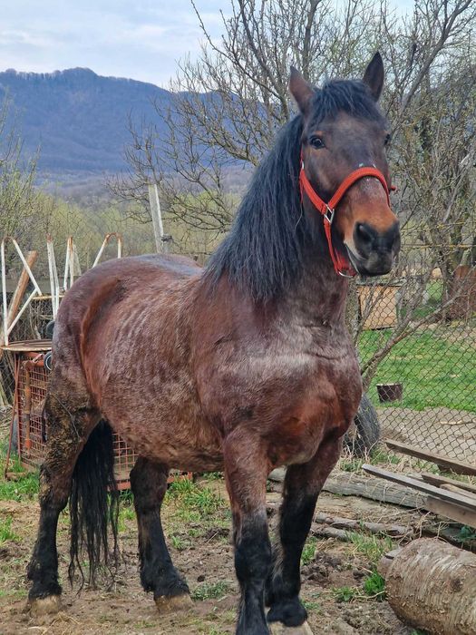 Cal de vânzare semigreu