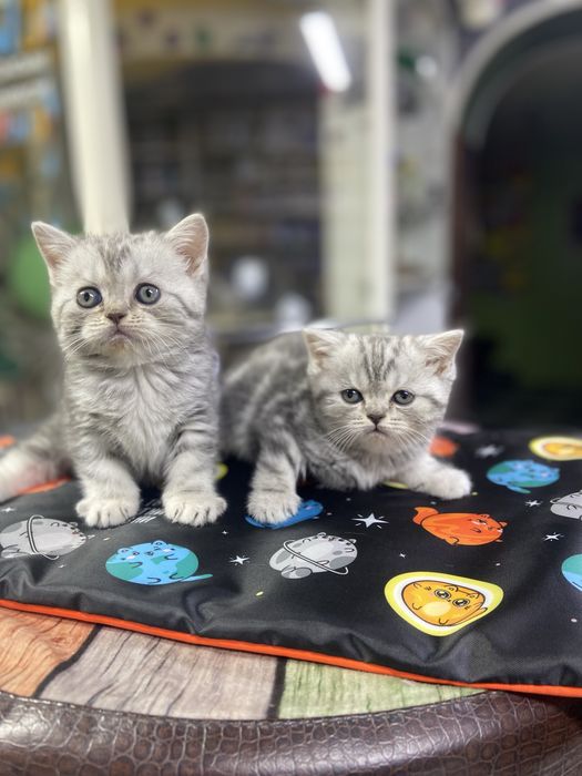 Котята британцы из питомника!