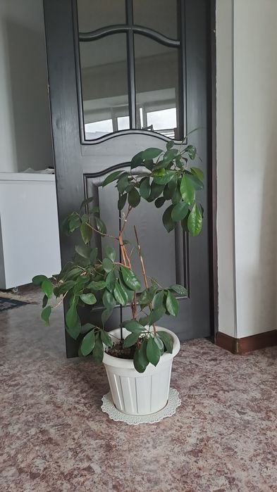 Срочно Бөлме  Гулдері от 500 -до 5000