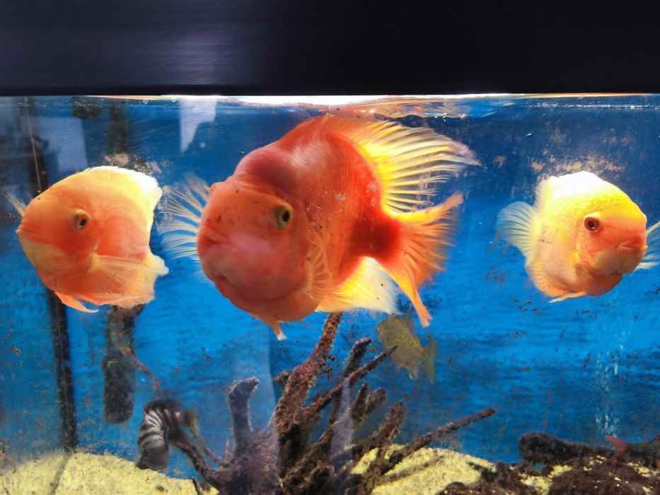 Риби Американски цихлиди Червен папагал , Северум , Сребърен долър