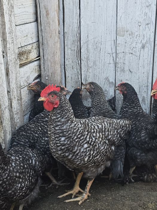 Продам!  Петушков! Цыплята!