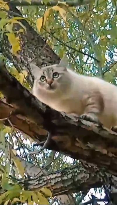 Подарите тепло котикам