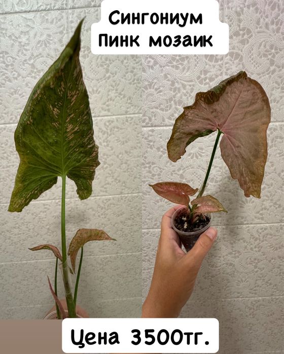 Сингониумы сортовые! Орегано! Комнатные цветы!