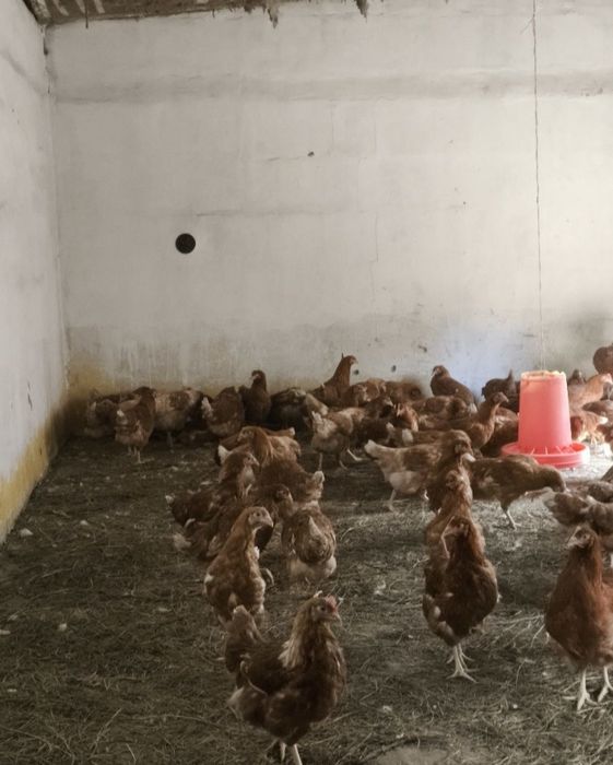 Ломан Браун тауыктары