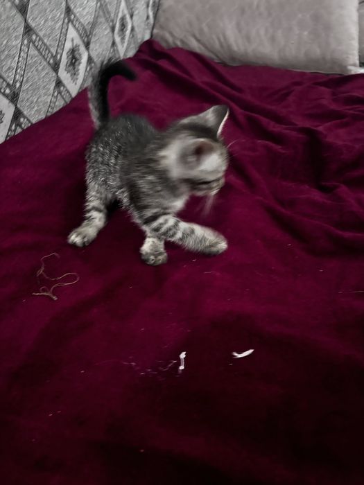 Продам котят шотландцы