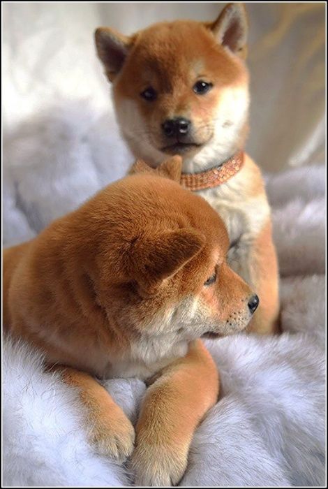 японские сибочки