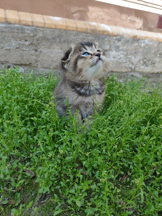 Ширинтой мушукчаларимиз  сотилади