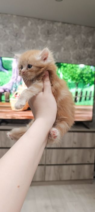 Отдам котенка в добрые руки