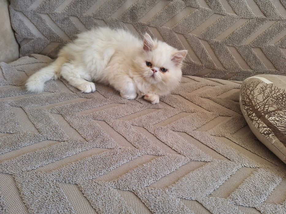 Персийски котенца