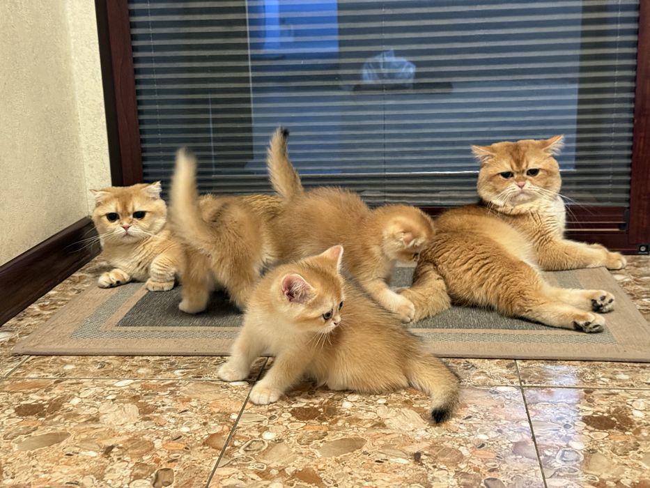 Кот на Вязку британец