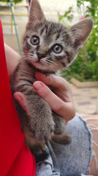 Котенок очень умный