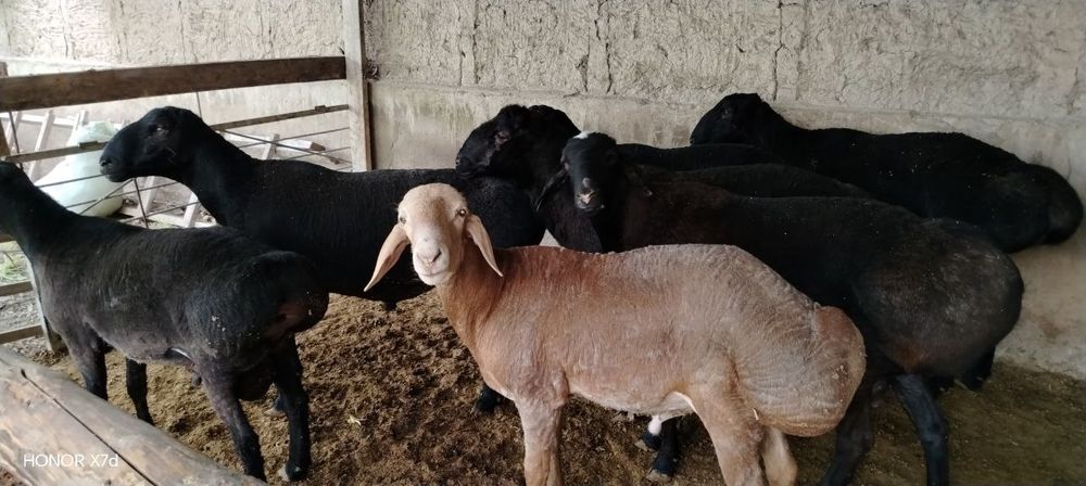 Qoʻchqarla sotiladi zodga