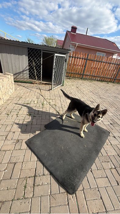 Немецкая овчарка