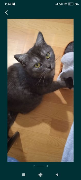 Кошку в добрые руки