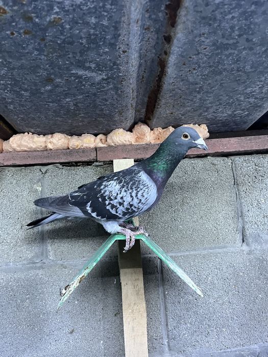 Пощенски гълъби.