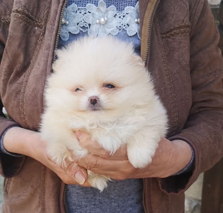 Померан мини мини