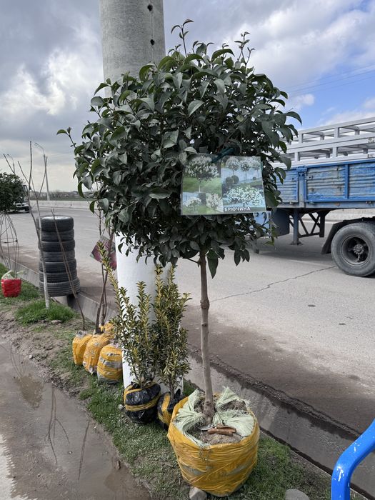 Гул Ва мева кучатлари