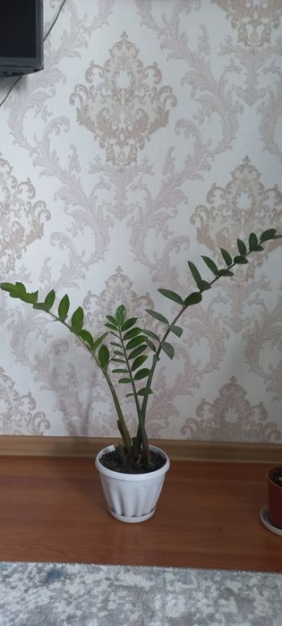 Бөлме гүлдері сатылады