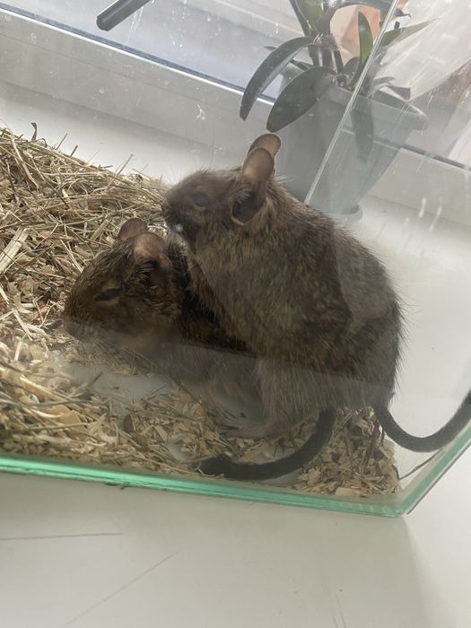 Продам белок Дегу