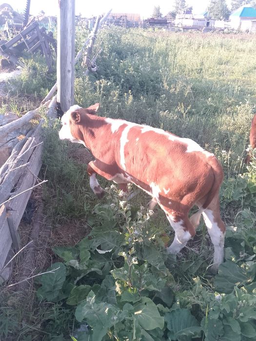 Продам бычка четырех месячного