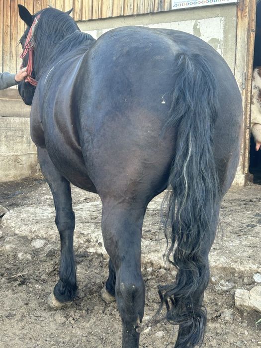 Vând cal  garantat