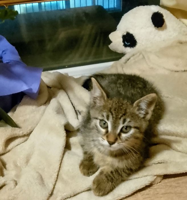 Домашно мъжко коте на 7 м.