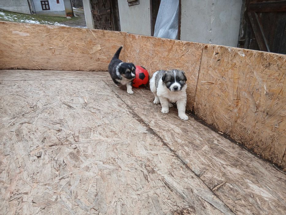 Ciobănesc de bucovina