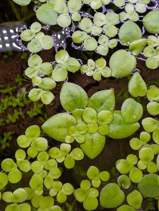 Плаващи растения за аквариум или езеро