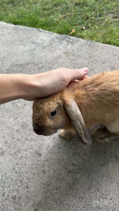 Quyon Fransuzkiy Baran