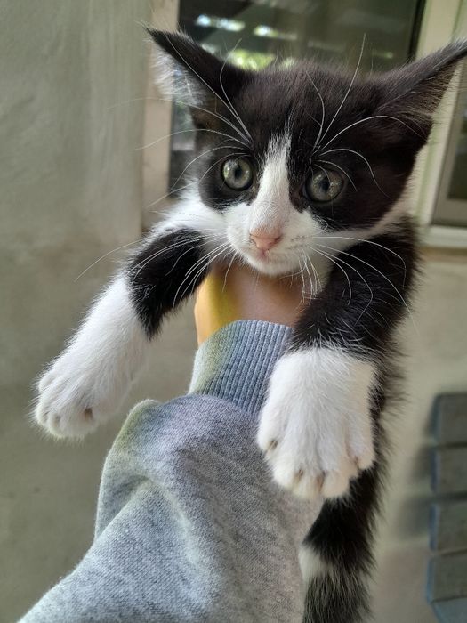 Dau spre adoptie acesti pisoiași