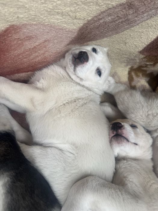 Продаю щенков алабая