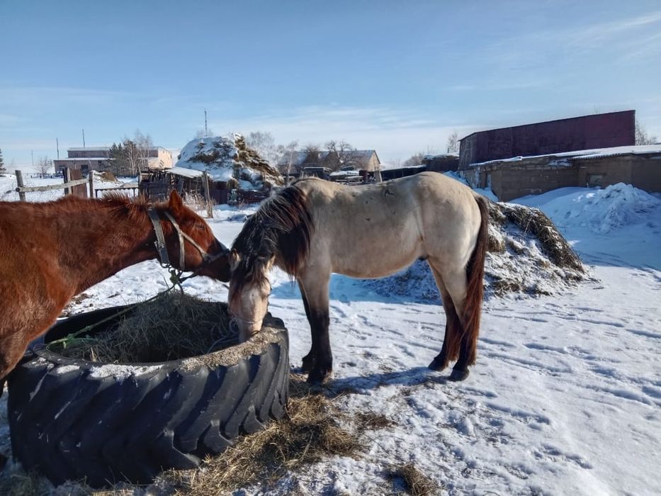Продам лошадь косяцный жирибец