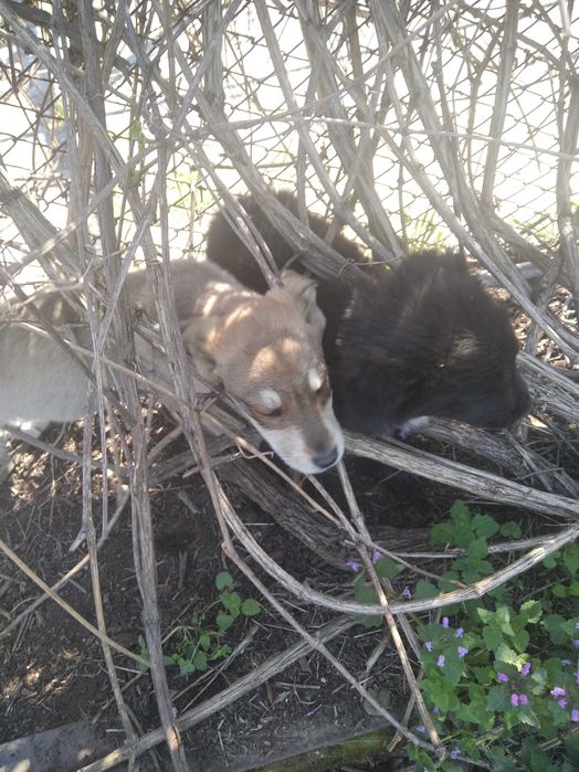 Подарявам 3 момичета на 12 крачета