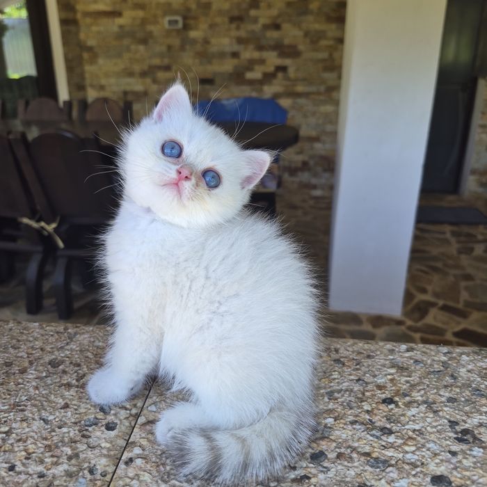 British shorthair cu Pedigree