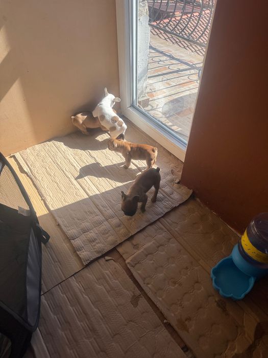 Френски булдог !!!