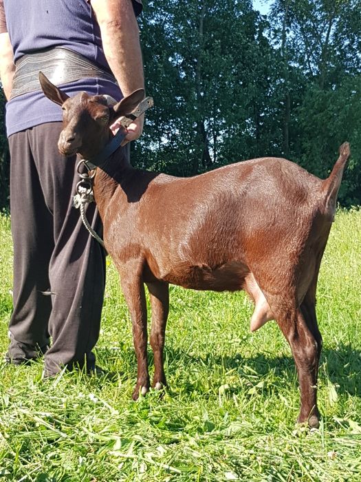 Murciano Granadina 2 capre tinere