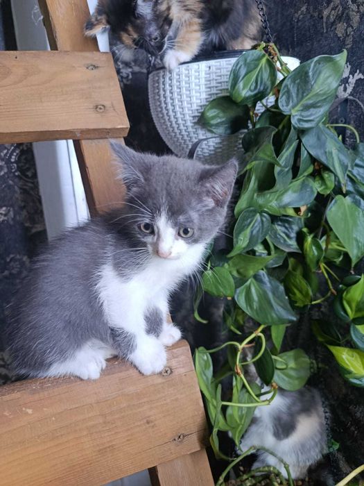 Милые котята ищут дом