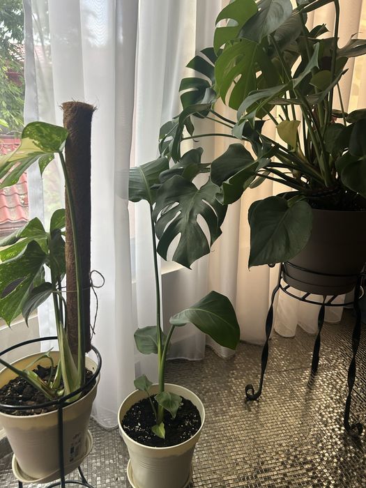 Monstera deliciosa