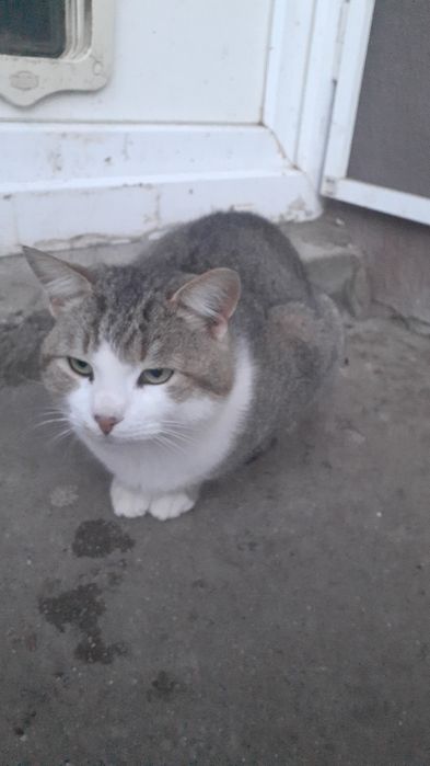 Adoptie donatie pisoi