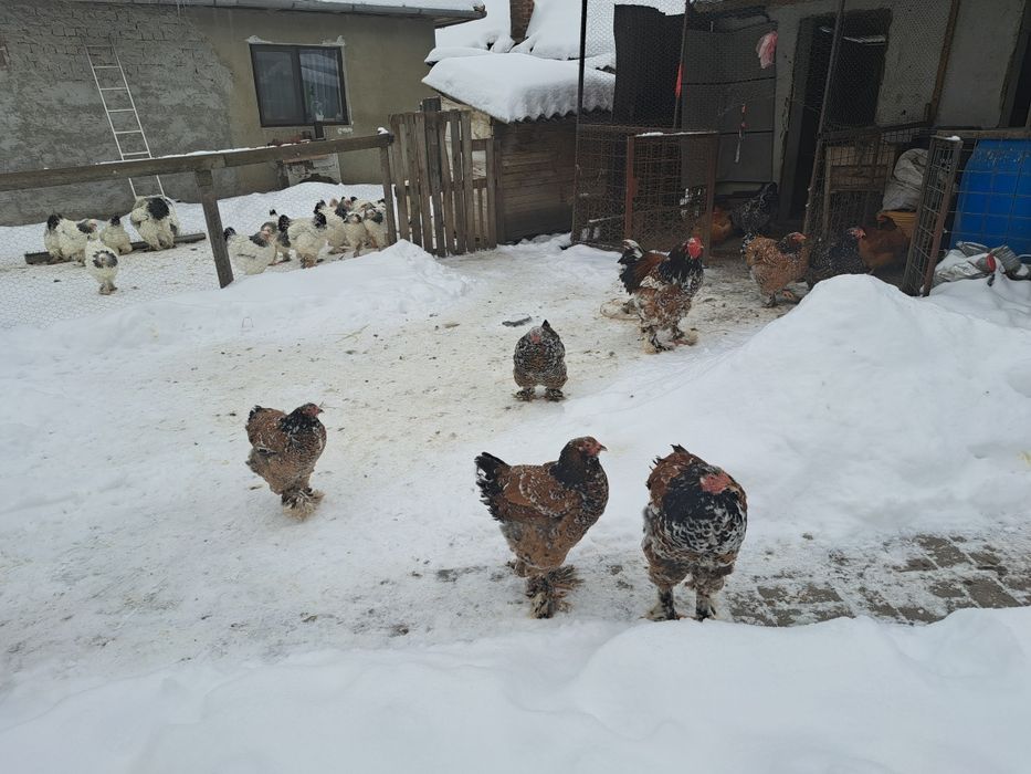 Vand oua incubat brahma portelan