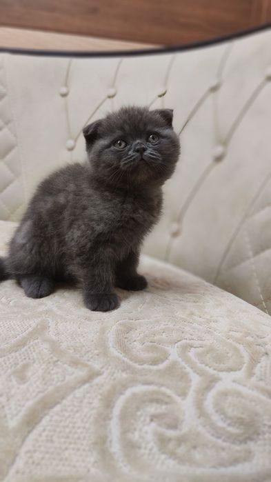 Продаются шикарные котята фолды и страйты