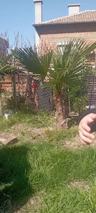 Продавам разсад от трахикарпус Б- я 3,50 евро за бр